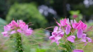 Day6 - It would have been (그럴 텐데) (Piano cover)