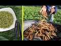 Cara menanam kacang hijau yang baik dan benar  budidaya kacang hijau