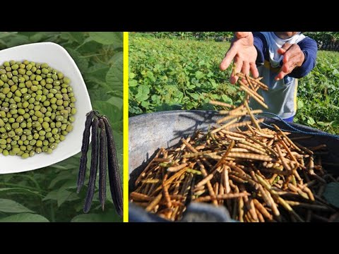 Video: Menanam Kacang Tanaman Hijau – Cara Menjaga Kacang Hijau Tanaman Hijau