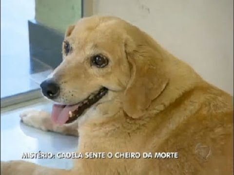 Vídeo: Um cachorro de colo milionário morre na América