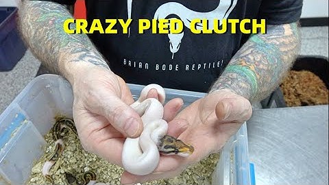 Crazy Pied Ball Python Clutch!