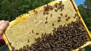 Отчет о пчелопакетах носят ли пчелопакеты майский мед.