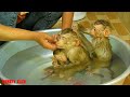 Three Monkey Taking Bath, Mom Bathed For Monkey Kako With Baby Nina And Baby Luna
