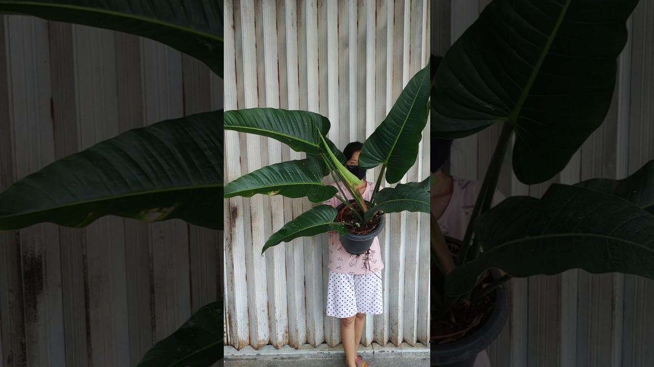 Philodendron davidsonii | Fazza Nursery - Popular plants - YouTube