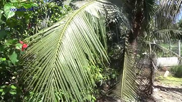 bán đất vườn cặp sông tại xã thạnh nhựt huyện gò công tây 1121m thích hợp mua nghỉ dưỡng