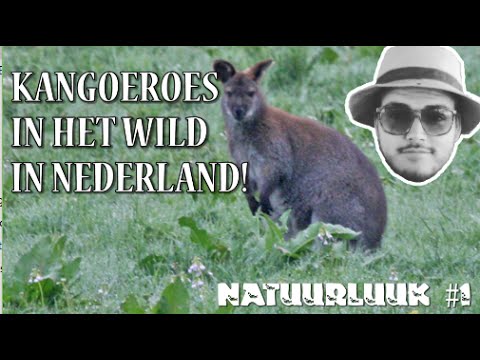 KANGOEROES IN HET WILD IN NEDERLAND!