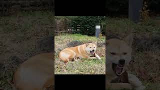 Jindo Dog Snarls U0026 The Other One Growls