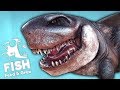 БЕЛАЯ АКУЛА ПРОТИВ МЕГАЛОДОНА! БИТВА ВЕКА! FEED AND GROW FISH РЫБИЙ ЧЕЛЛЕНДЖ