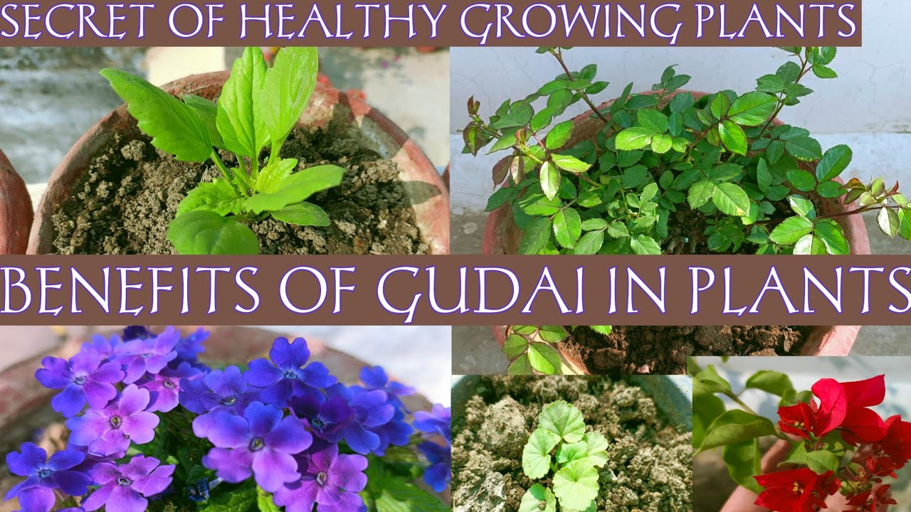 BENEFITS OF GUDAI IN PLANTS | TILLING OF SOIL IN PLANTS 🌸🌿