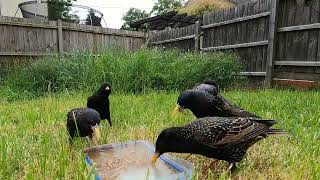 Blackbirds eating mealworms and doing blackbird stuff