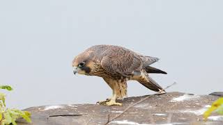 Young Peregrine Falcon walking screenshot 4