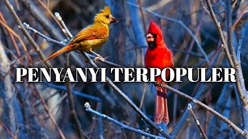 Burung merah bersuara merdu,Angrybird asli #burungunik  #angrybirds  #kicaumania