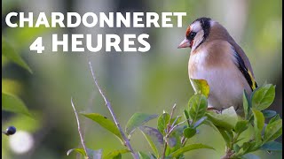 CD Clean Song of the GOLDFINCH | Chant chardonneret | 4 Heures screenshot 1