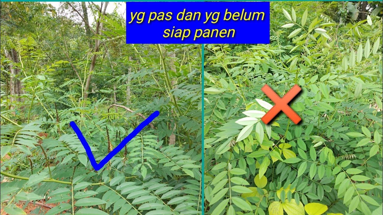 Ciri indigofera siap panen ~ pas dikadar protein tertinggi