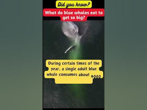 What do blue whale eat to get so big? Did you know? #shorts #gk #