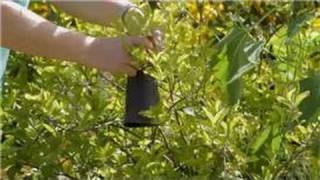 Garden Tips : Recipe for Deer Repellents for Protecting Flowers