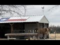 Crazy Houdini Horses Escaped From Their Cage - Or Maybe A Stupid Human Left The Gate Open