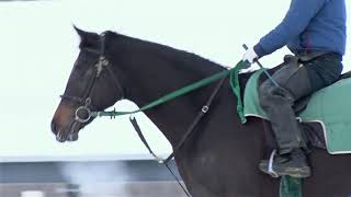 4 ルシルクの17（父ディープインパクト）19年1月