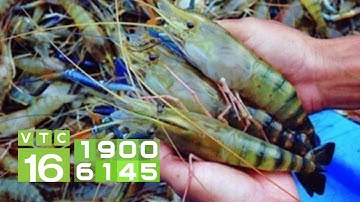 Nuôi tôm càng xanh toàn đực, lãi gấp nhiều lần tôm cái | VTC16