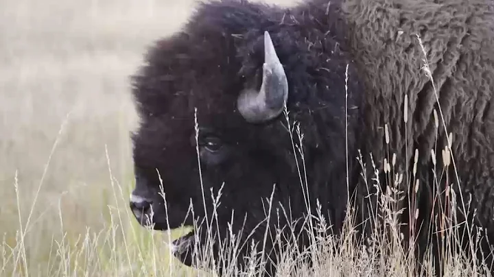 Bison gores NJ man in Yellowstone after visitors get too close