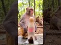 Monkey Does COKE AND MENTOS CHALLENGE 😂 GONE WRONG #viral #shorts #funny