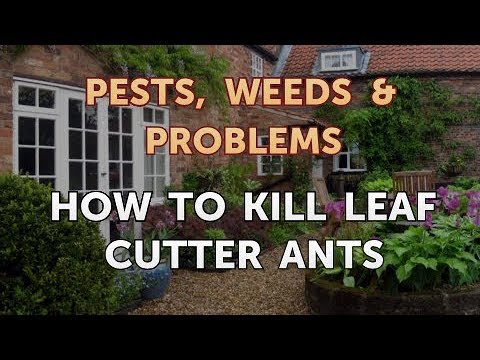 How to Kill Leaf Cutter Ants