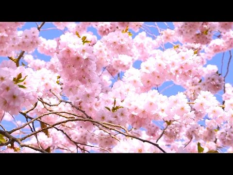Video: Ikke-bærende kirsebærtræer - hvorfor får jeg ingen frugt fra mit kirsebærtræ