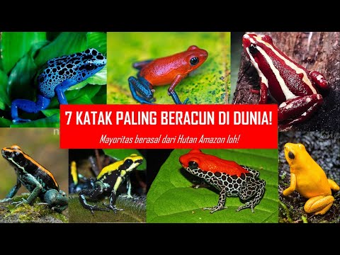Video: Mengapa katak panah beracun berwarna biru?