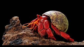 10 Hilarious Hermit Crab Secrets You Never Knew