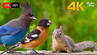 247 Live Cat Tv For Cats To Watch The Cutest Birds And Squirrels 4K Hdr Cat Games