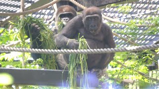 Little Gorilla Kintaro Eats Grass with Silverback Momotaro | Gorilla Momotaro Family