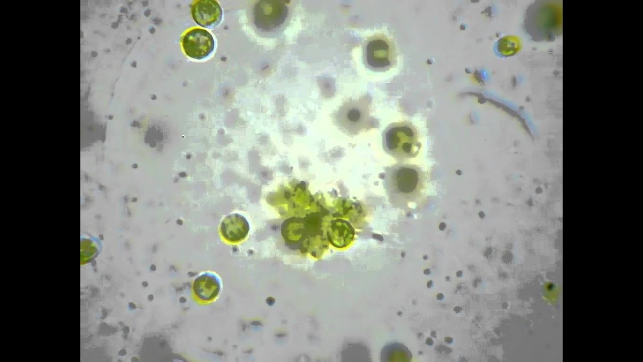 Chlamydomonas Reinhardtii (Algae)