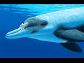 Beaked Whales, Клюворылые киты