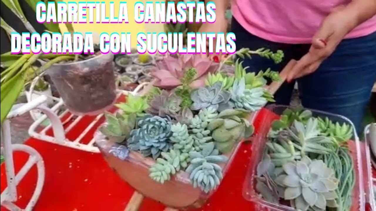 Cómo realizar canastas de suculentas muy rápido y sencillo