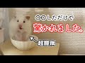 【ハムスター】おやつ以外の接触はNG!?お迎え１０ヶ月目の超臆病ハムスター
