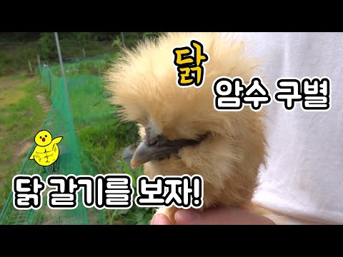 닭 암수 구별법★ 이렇게 해보세요