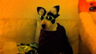 Bullterrier Dress Up