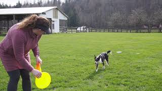 Disc Dog Series 1: Rollers