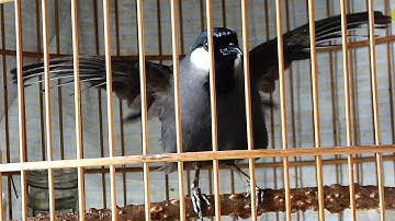 Video kích khướu Múa Hót cực nhanh cho A/e | Luyện khướu Múa mỗi ngày/khướu bạc má múa xòe căng lửa