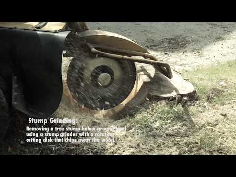 Brisbane Tree Experts Stump Grinding