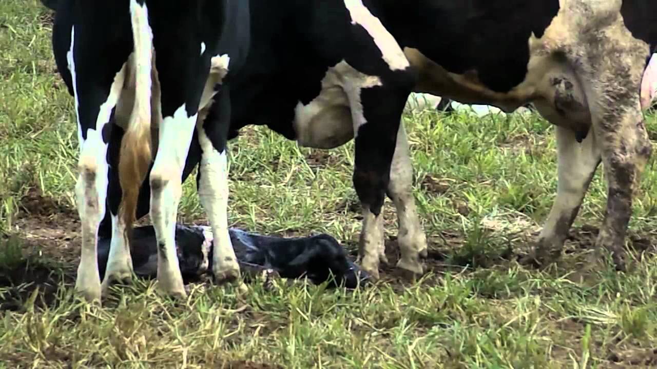 Cow Giving Birth On Farm Youtube