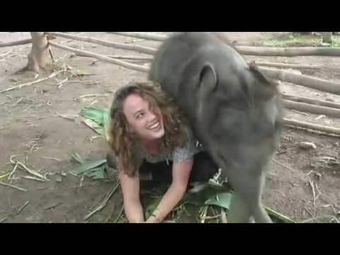 Cute Video of Baby Elephant Sitting on Lap at Chai Lai Orchid