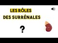 Les surrnales  anatomie et physiologie