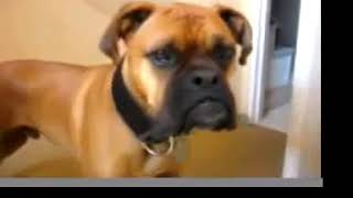 Talking%20Dog%21%20Oscar%20The%20Boxer