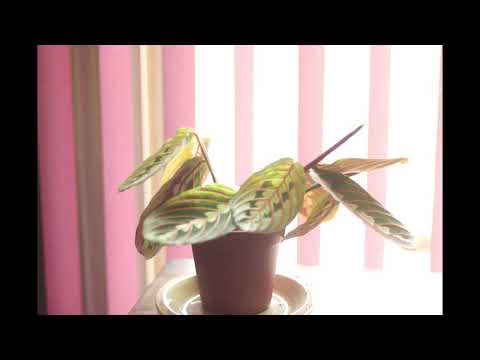 Prayer Plant Time Lapse - 24 Hours in 12 seconds