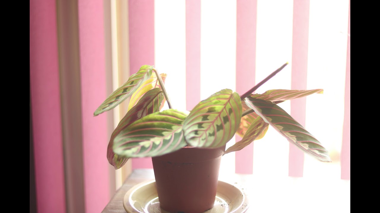 Prayer Plant Time Lapse 24 Hours in 12 seconds YouTube