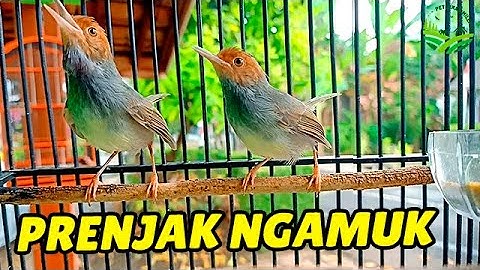 SUARA PRENJAK KEPALA MERAH GACOR SUARA NGALUN ENAK COCOK UNTUK PIKAT/PANCINGAN