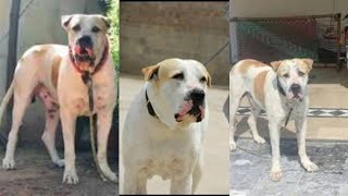World Famous 9 lakhiya Bully Dog History | 9 lakhiya dog history