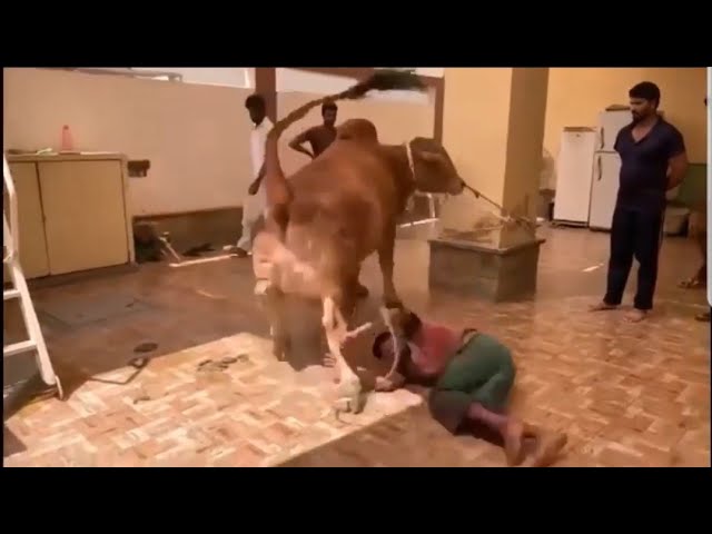 big cow kick the man/so funny video haha//&for video SUBSCRIBE to channel class=