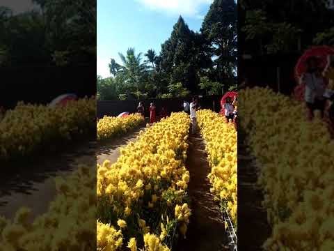 Taman bunga yang lagi viral di aceh jaya - YouTube